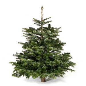 Пихта Нордмана 150-175 см (Premium, Датская новогодняя елка) живая, срезанная